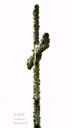 Click to enlarge.