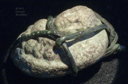 Click to enlarge.